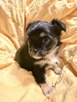 Black  and Tan Female, a male Chihuahua for sale in Sheboygan, WI – 3 of 5
