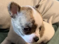 Brindle White, a male Chihuahua for sale in Sheboygan, WI – 2 of 9