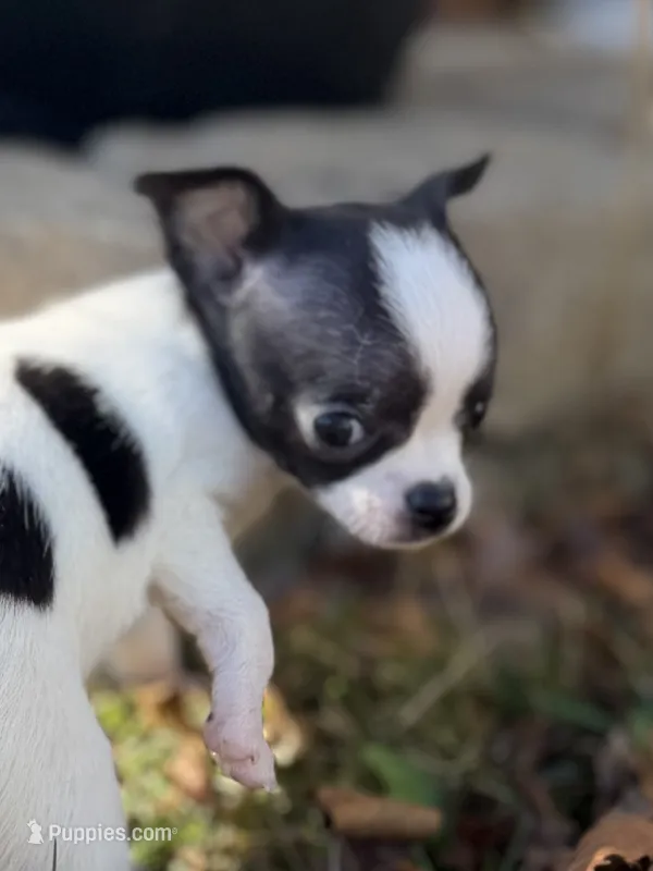 Black/White Girl – Chihuahua puppy for sale in Port Washington, WI