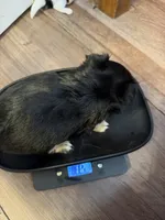 Black  and Tan Female, a male Chihuahua for sale in Sheboygan, WI – 2 of 5