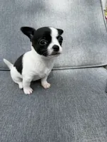 Girl 1, a female Chihuahua for sale in Sheboygan, WI – 2 of 2