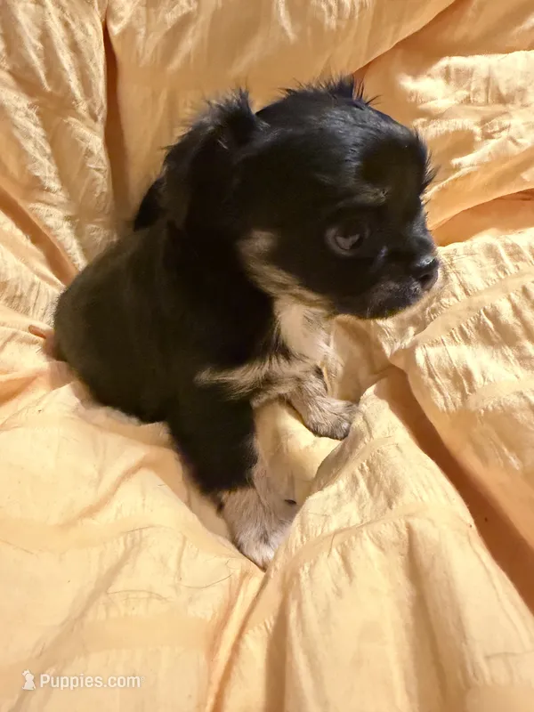 Black  and Tan Female – Chihuahua puppy for sale in Sheboygan, WI