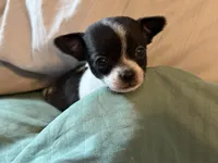Black and White, a male Chihuahua for sale in Sheboygan, WI – 4 of 6