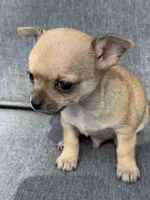 Boy 3, a male Chihuahua for sale in Sheboygan, WI – 1 of 3
