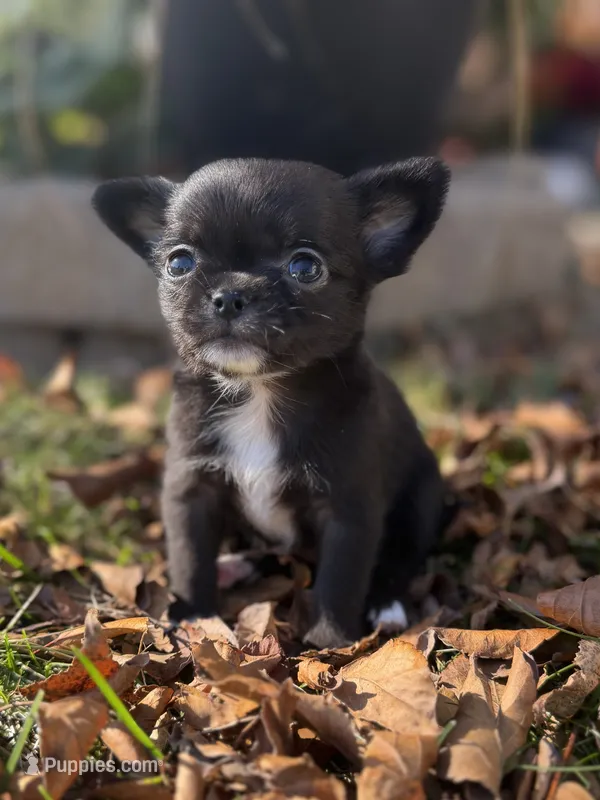 Black Fuzzy Girl – Chihuahua puppy for sale in Port Washington, WI