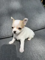 Boy 4, a male Chihuahua for sale in Sheboygan, WI – 3 of 3