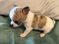 Brindle White, a male Chihuahua for sale in Sheboygan, WI – 7 of 9
