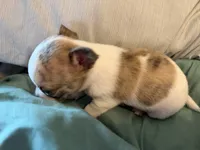 Brindle White, a male Chihuahua for sale in Sheboygan, WI – 8 of 9