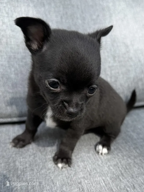 Boy 2 – Chihuahua puppy for sale in Sheboygan, WI