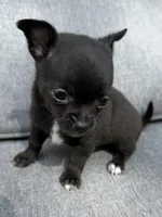 Boy 2, a male Chihuahua for sale in Sheboygan, WI – 1 of 2