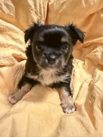 Black  and Tan Female, a male Chihuahua for sale in Sheboygan, WI – 4 of 5