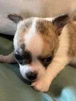 Brindle White, a male Chihuahua for sale in Sheboygan, WI – 6 of 9