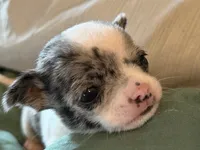 Merle and White, a male Chihuahua for sale in Sheboygan, WI – 7 of 7