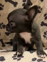 Black Boy, a male Chihuahua for sale in Port Washington, WI – 3 of 3