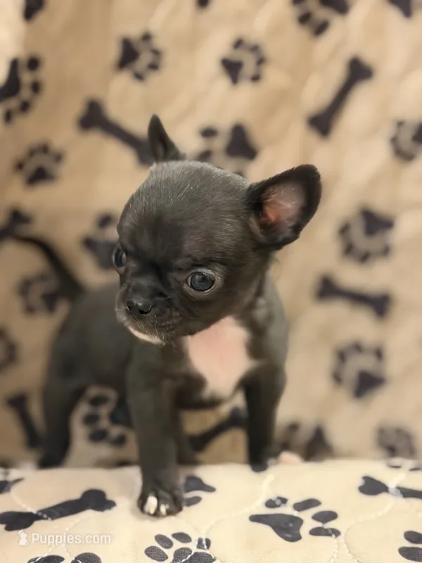 Black Boy – Chihuahua puppy for sale in Port Washington, WI