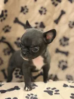 Black Boy, a male Chihuahua for sale in Port Washington, WI – 1 of 3