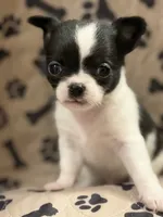 Black/White Boy, a male Chihuahua for sale in Port Washington, WI – 4 of 4