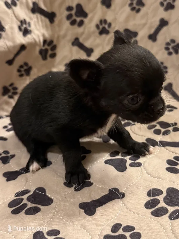 Black Short Hair Girl – Chihuahua puppy for sale in Port Washington, WI