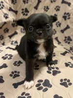Black Fuzzy Girl, a female Chihuahua for sale in Port Washington, WI – 2 of 2