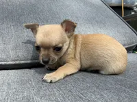Boy 3, a male Chihuahua for sale in Sheboygan, WI – 3 of 3