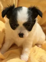 White  w/black markings Male, a male Chihuahua for sale in Sheboygan, WI – 2 of 2
