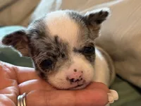 Merle and White, a male Chihuahua for sale in Sheboygan, WI – 2 of 7