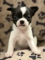 Black/White Boy, a male Chihuahua for sale in Port Washington, WI – 2 of 4
