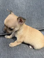 Boy 3, a male Chihuahua for sale in Sheboygan, WI – 2 of 3