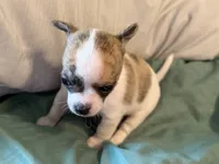 Brindle White, a male Chihuahua for sale in Sheboygan, WI – 5 of 9