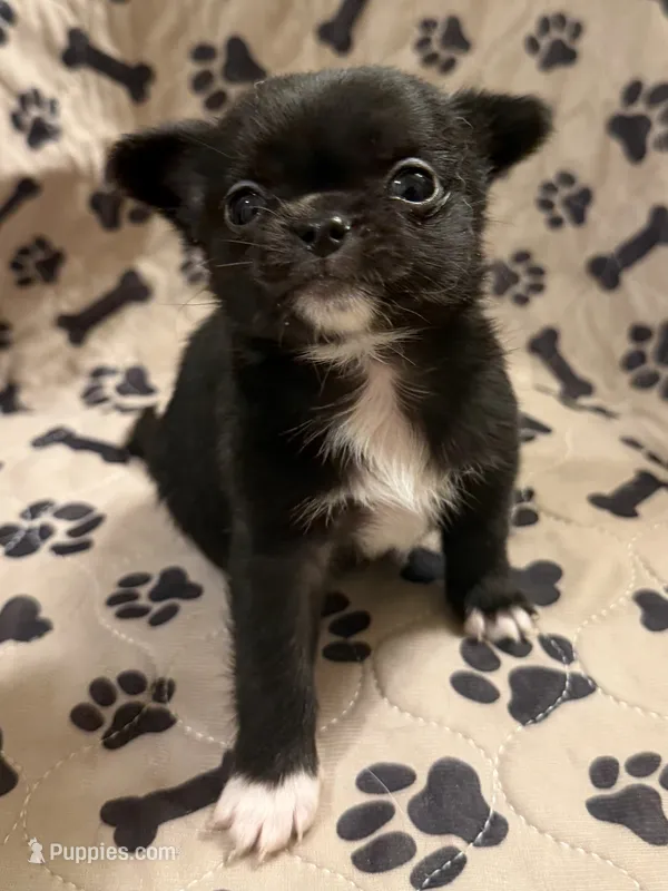 Black Fuzzy Girl – Chihuahua puppy for sale in Port Washington, WI