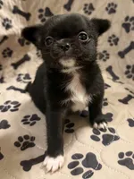 Black Fuzzy Girl, a female Chihuahua for sale in Port Washington, WI – 1 of 2