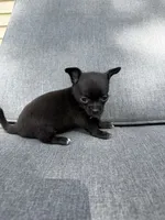 Boy 2, a male Chihuahua for sale in Sheboygan, WI – 2 of 2