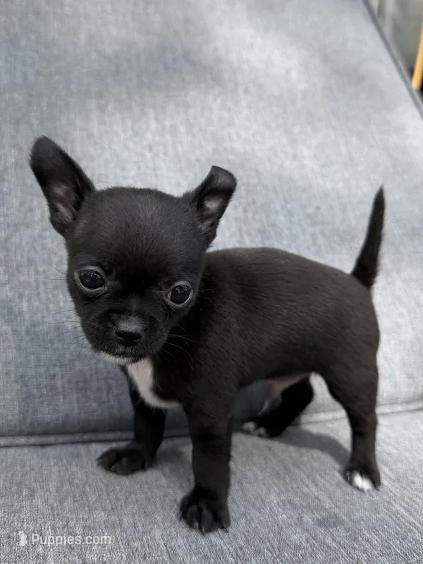 Boy 1 – Chihuahua puppy for sale in Sheboygan, WI