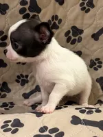 Black/White Girl, a female Chihuahua for sale in Port Washington, WI – 1 of 3