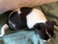 Black and White, a male Chihuahua for sale in Sheboygan, WI – 5 of 6