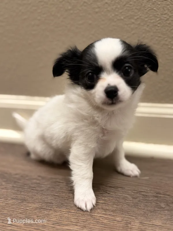 White  w/black markings Male – Chihuahua, Miniature Pinscher puppy for sale in Sheboygan, WI