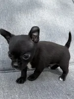 Boy 1, a male Chihuahua for sale in Sheboygan, WI – 2 of 2