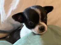 Black and White, a male Chihuahua for sale in Sheboygan, WI – 1 of 6