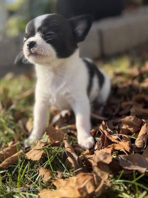 Black/White Boy – Chihuahua puppy for sale in Port Washington, WI