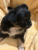 Black  and Tan Female, a male Chihuahua for sale in Sheboygan, WI – 5 of 5