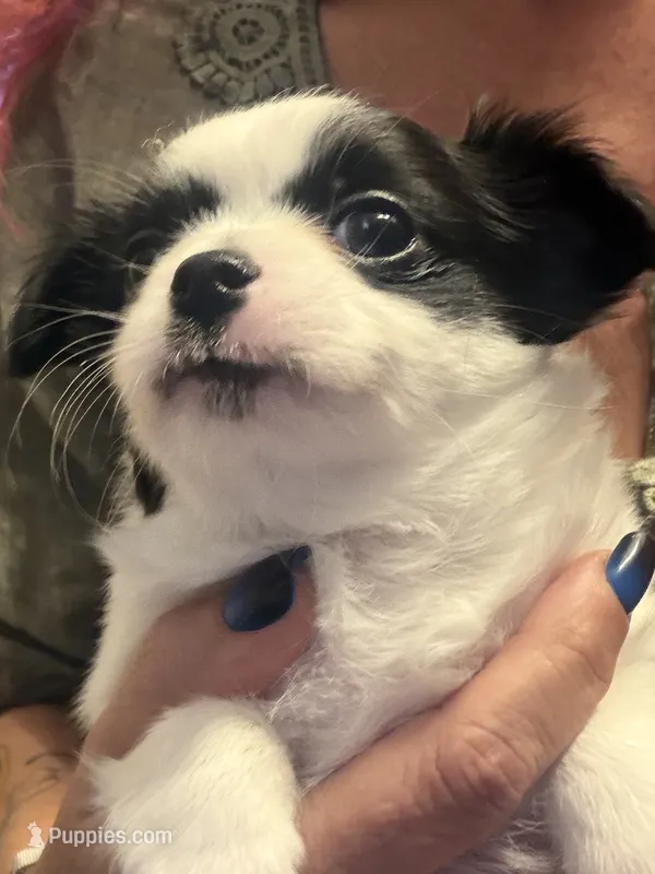 White  w/black markings Male – Chihuahua, Miniature Pinscher puppy for sale in Sheboygan, WI