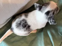 Merle and White, a male Chihuahua for sale in Sheboygan, WI – 3 of 7