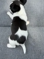 Girl 1, a female Chihuahua for sale in Sheboygan, WI – 1 of 2