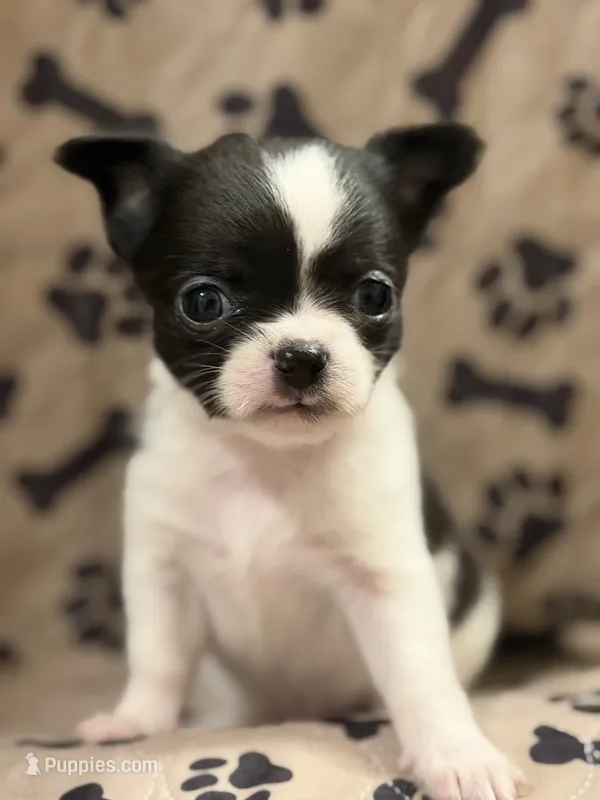 Black/White Boy – Chihuahua puppy for sale in Port Washington, WI