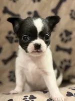 Black/White Boy, a male Chihuahua for sale in Port Washington, WI – 1 of 4