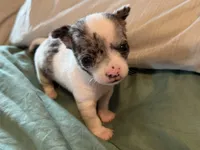 Merle and White, a male Chihuahua for sale in Sheboygan, WI – 5 of 7