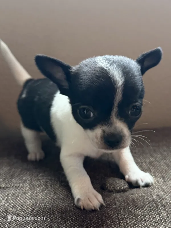 Black and White – Chihuahua puppy for sale in Sheboygan, WI