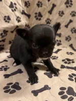 Black Short Hair Girl, a female Chihuahua for sale in Port Washington, WI – 2 of 2