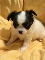 White  w/black markings Male, a male Chihuahua for sale in Sheboygan, WI – 1 of 2