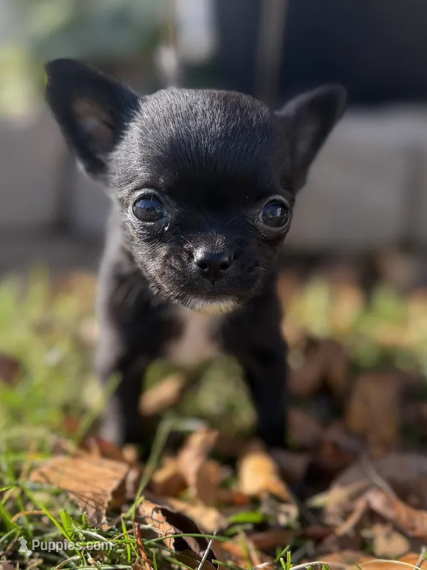 Black Short Hair Girl – Chihuahua puppy for sale in Port Washington, WI